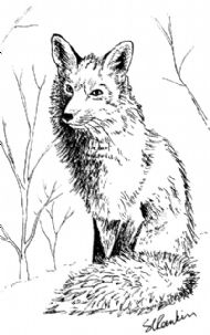 Red Fox In Winter Coat